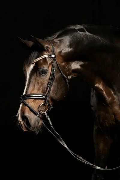 沙漠之鹰 - 马匹血统 - 球友会