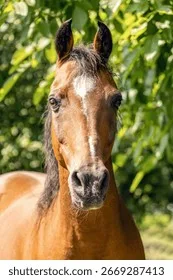 皇家信使 - 马匹血统 - 球友会