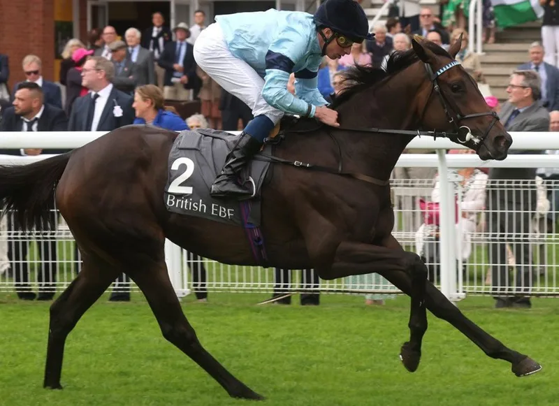 午夜狂奔 - 马匹血统 - 球友会