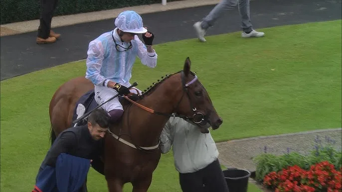 凯旋之光 - 马匹血统 - 球友会